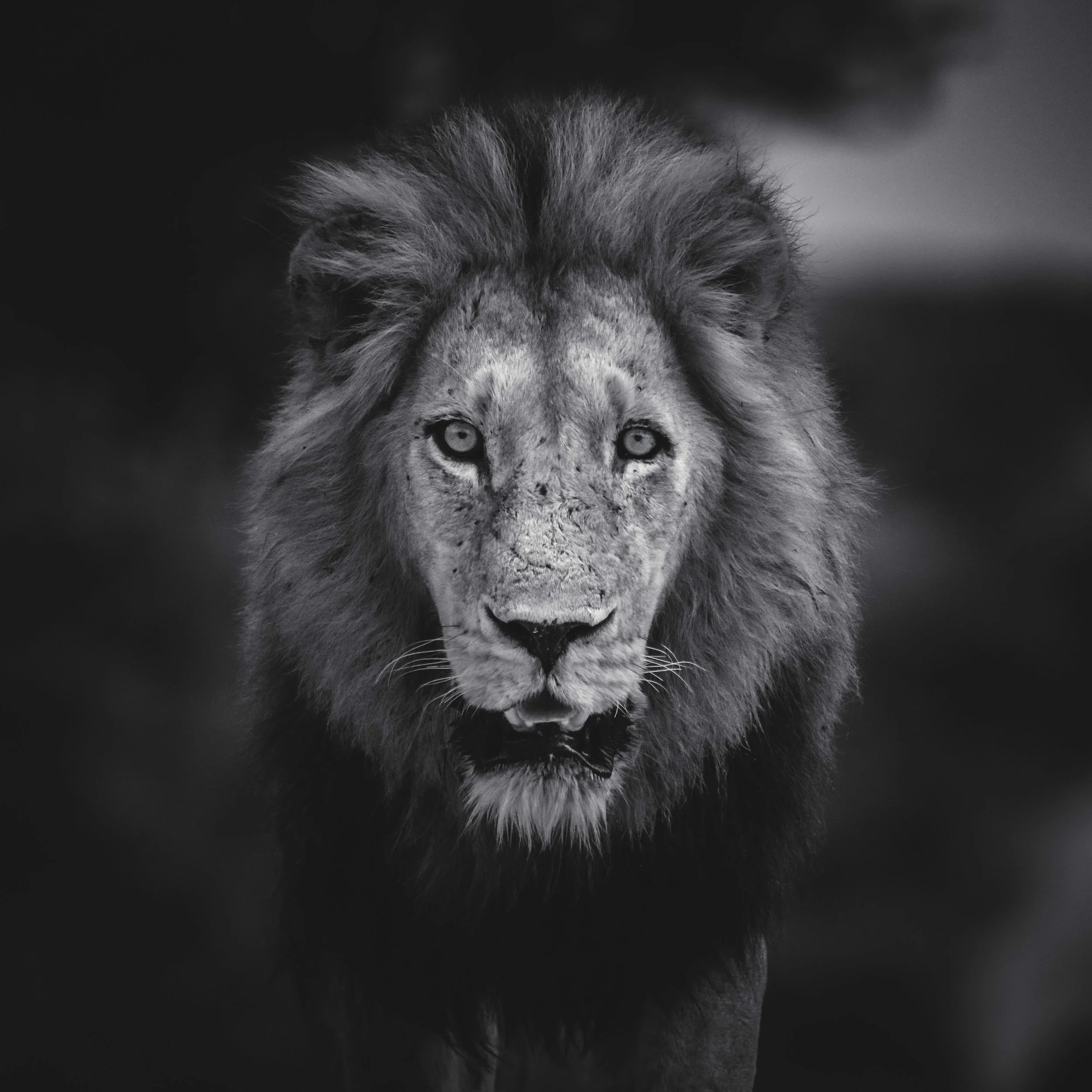 Majestic Creatures