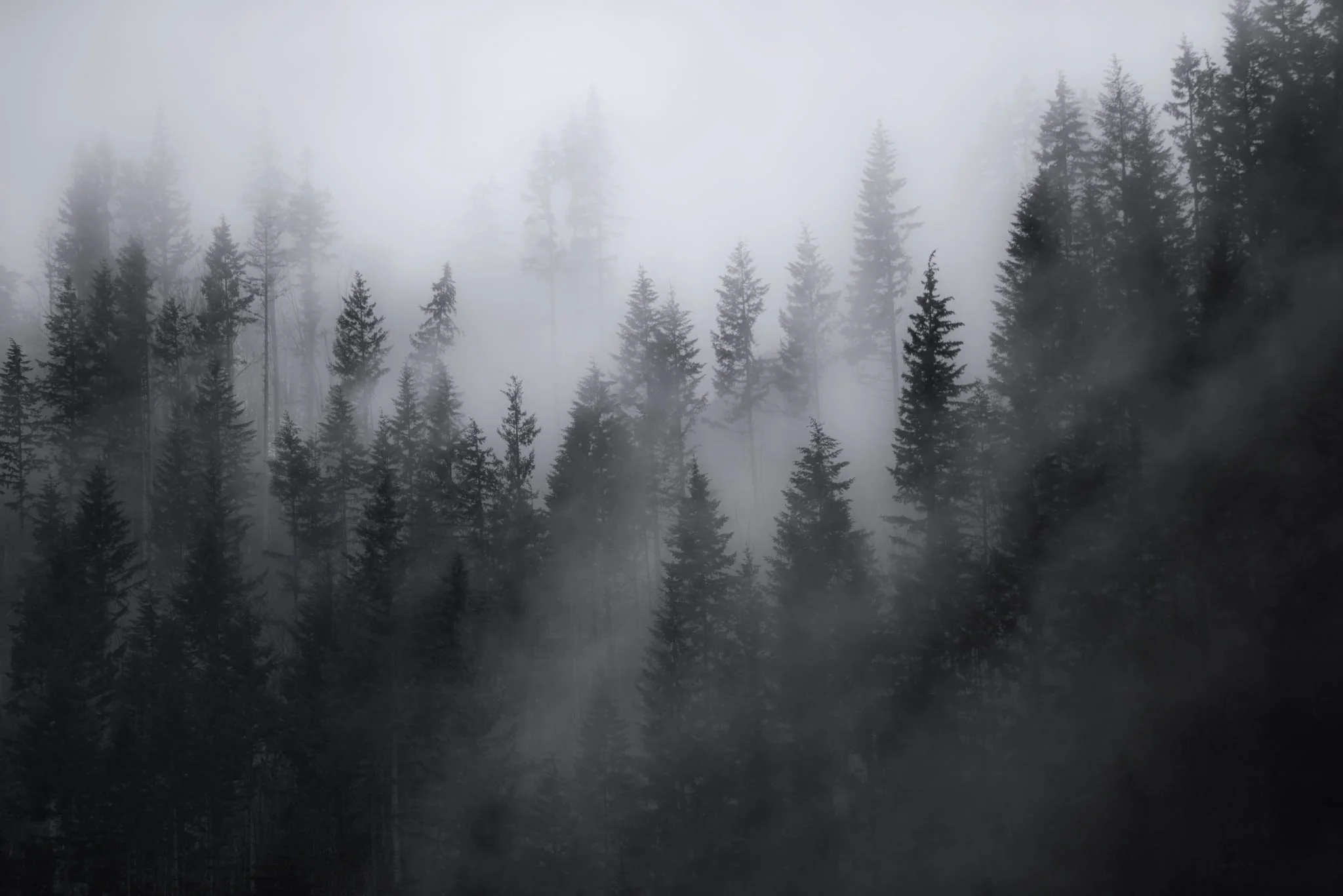 Washington Pines