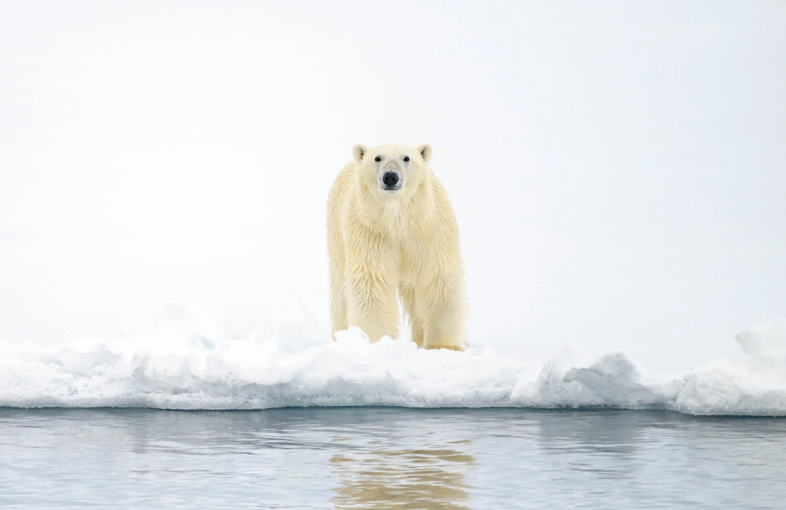 King of the Arctic