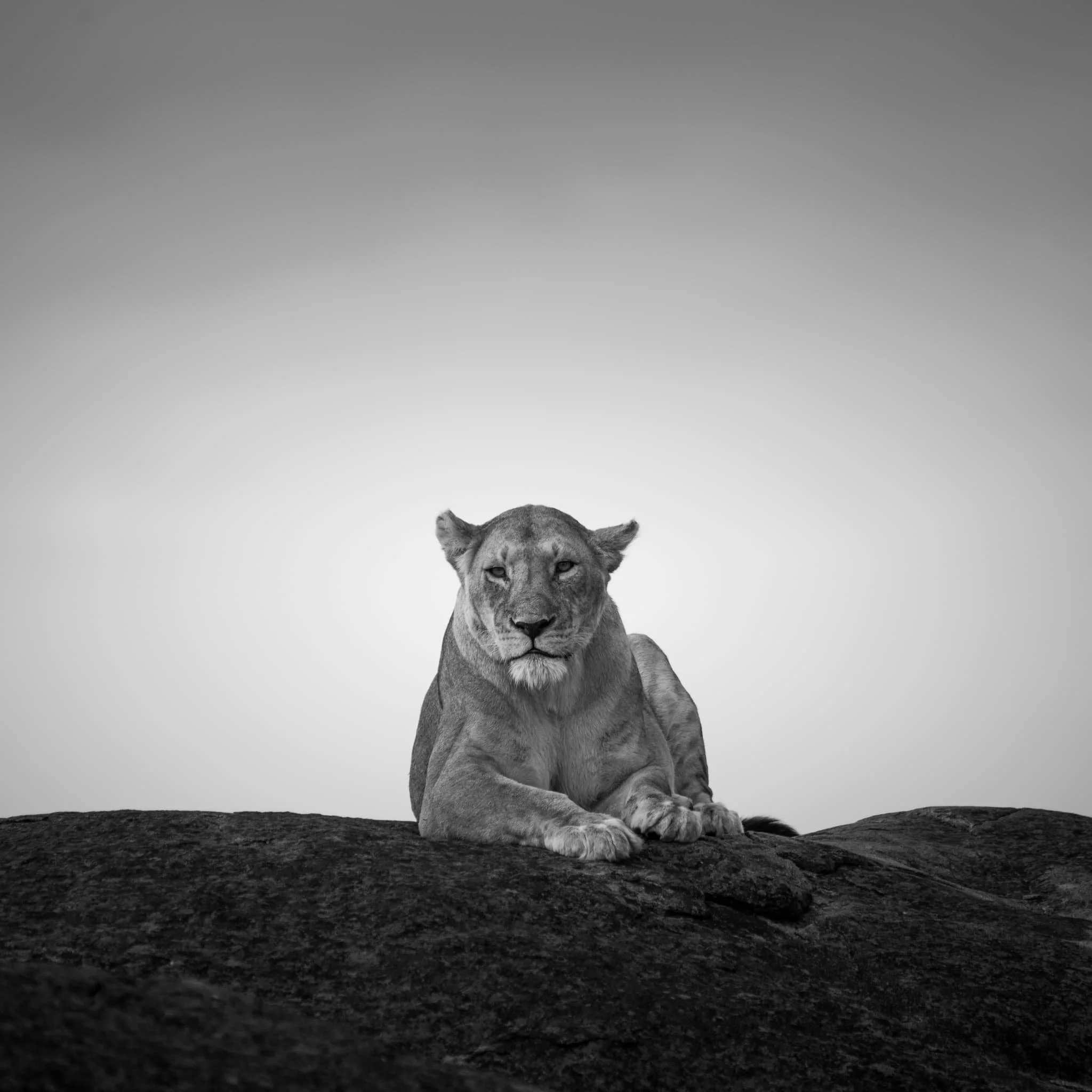 Lioness