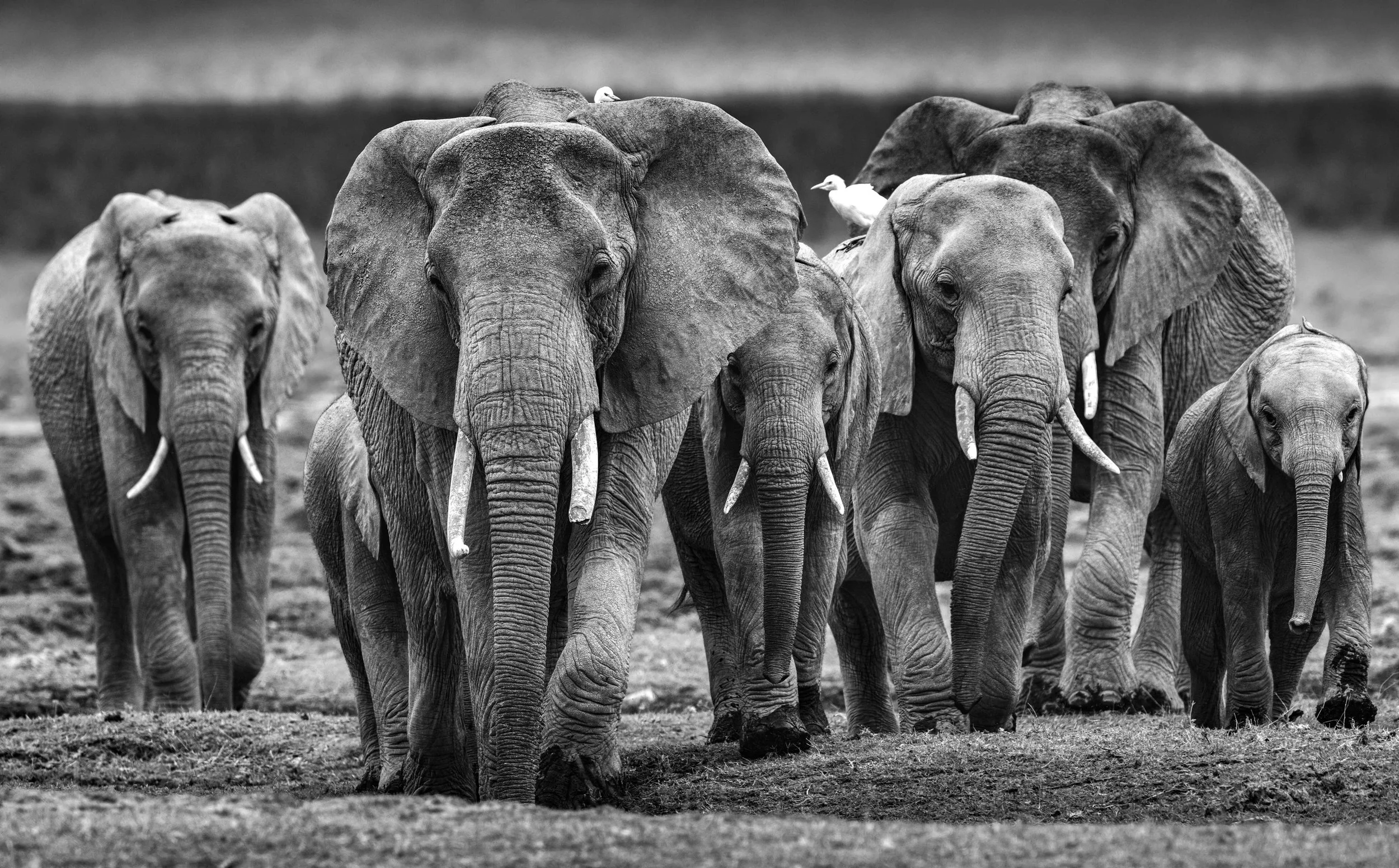 March of the Monarchs