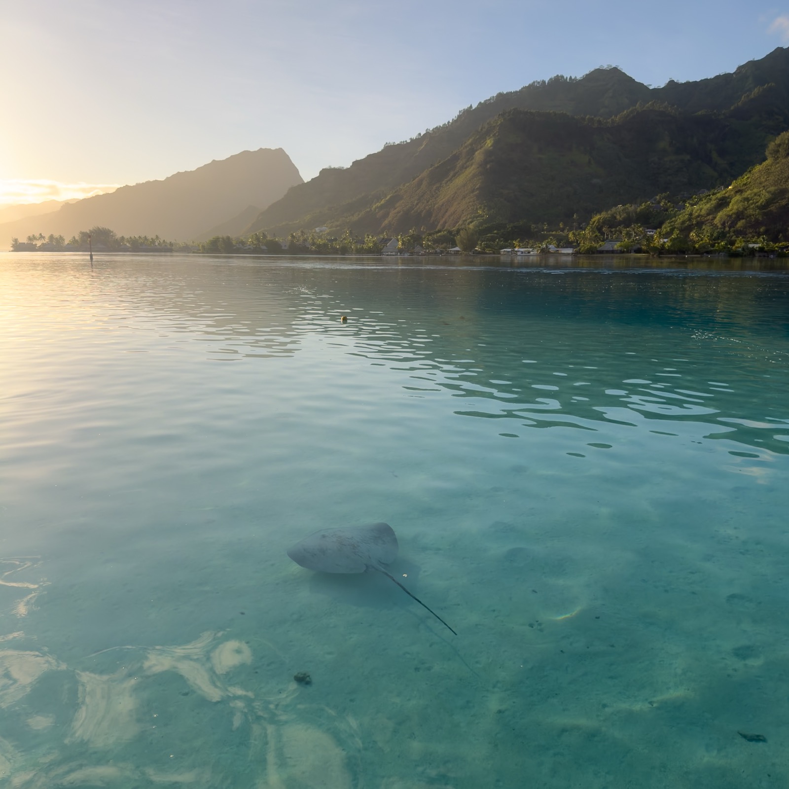 Stingray in the lagoon, Moorea, French Polynesia