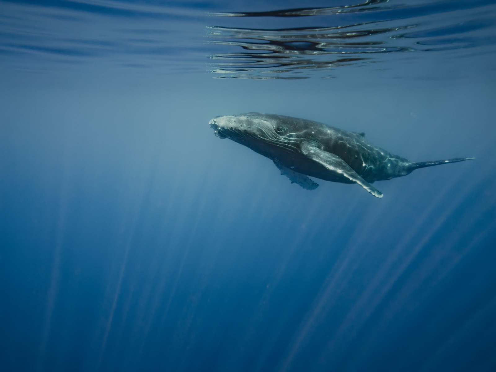 Humpback whale in the waters off Moorea
