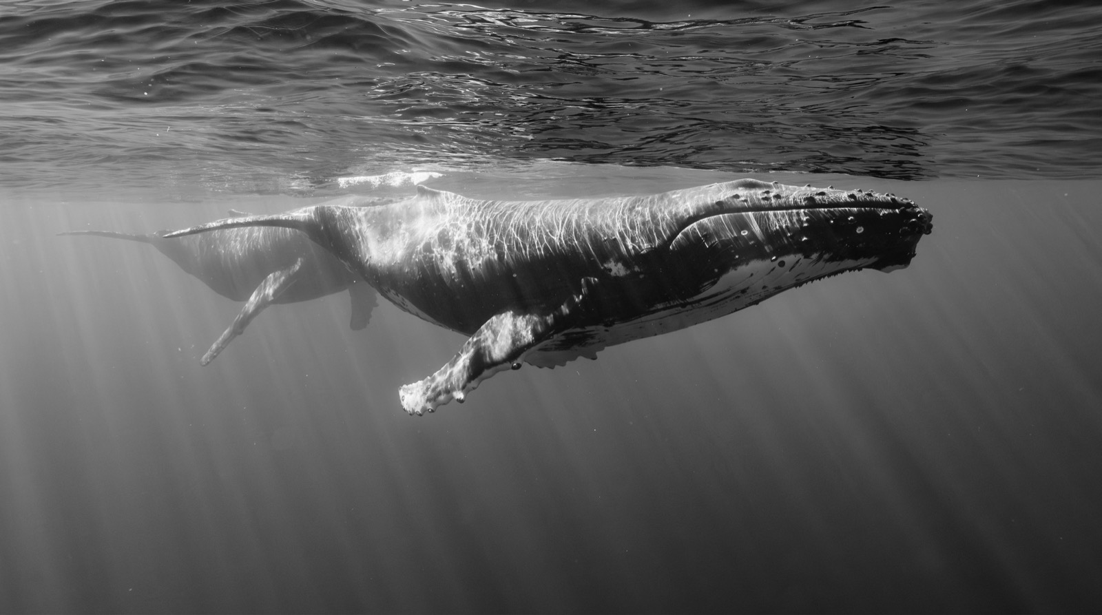 Humpback whales in the channel between Moorea and Tahiti