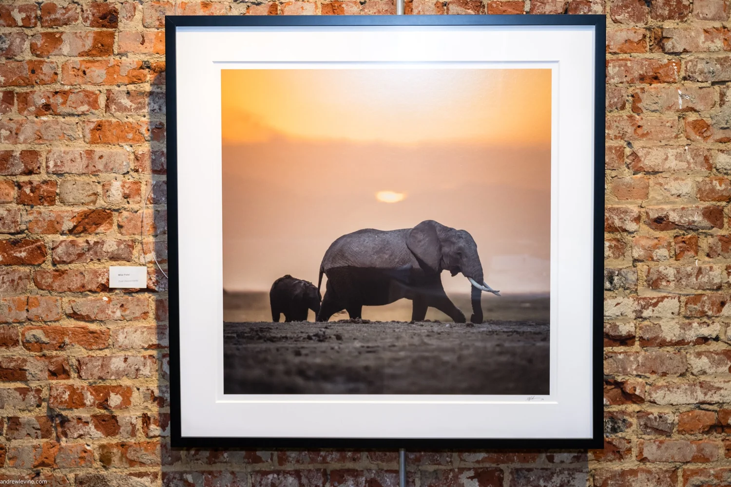 Wildlife Justice Commission Silent Auction