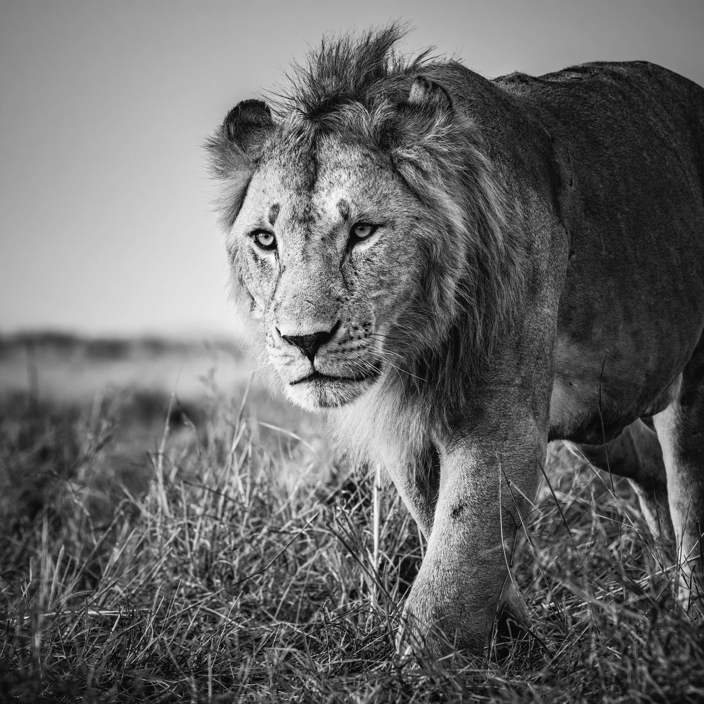 Regal Presence