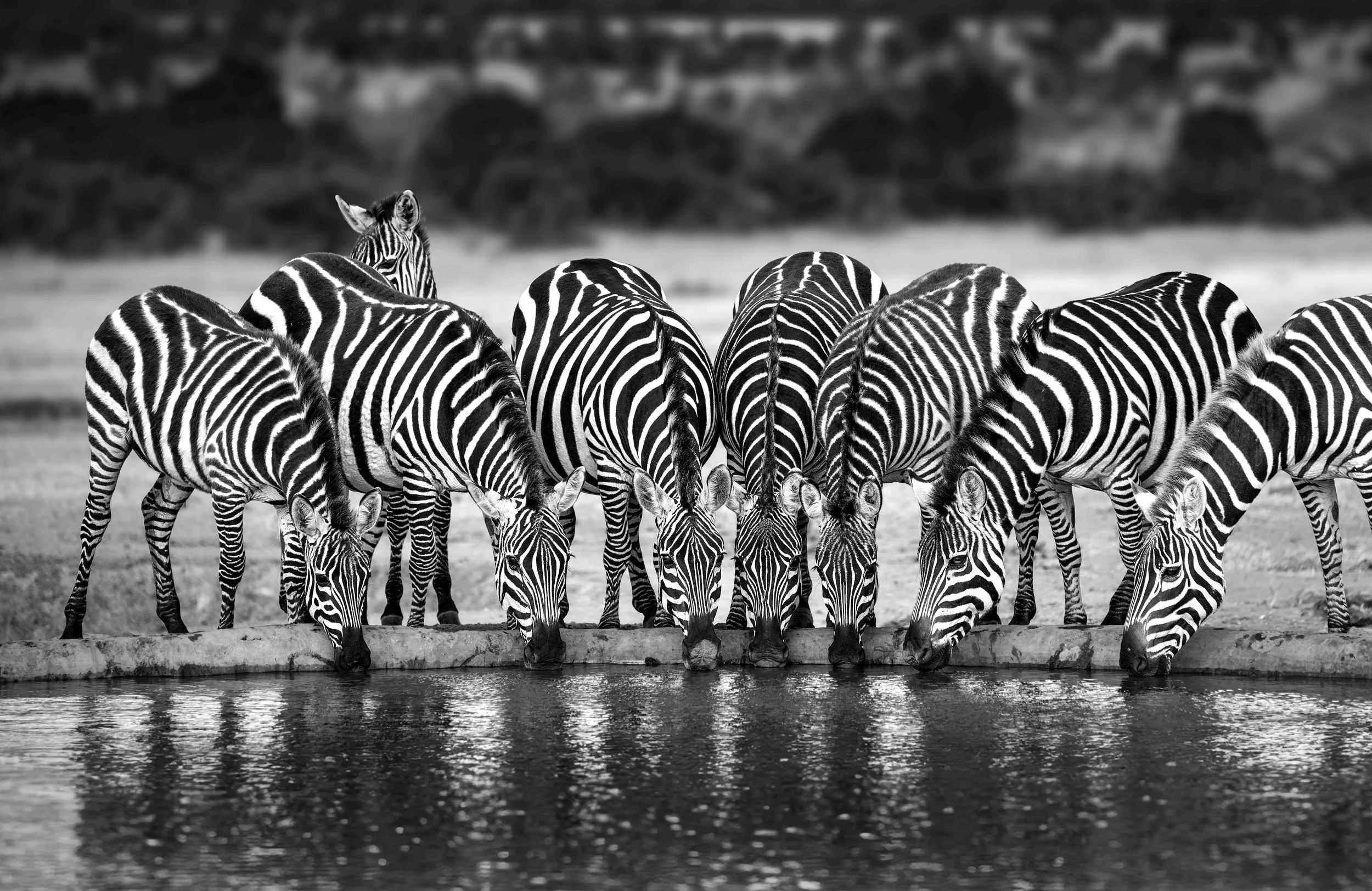 Symphony of Stripes