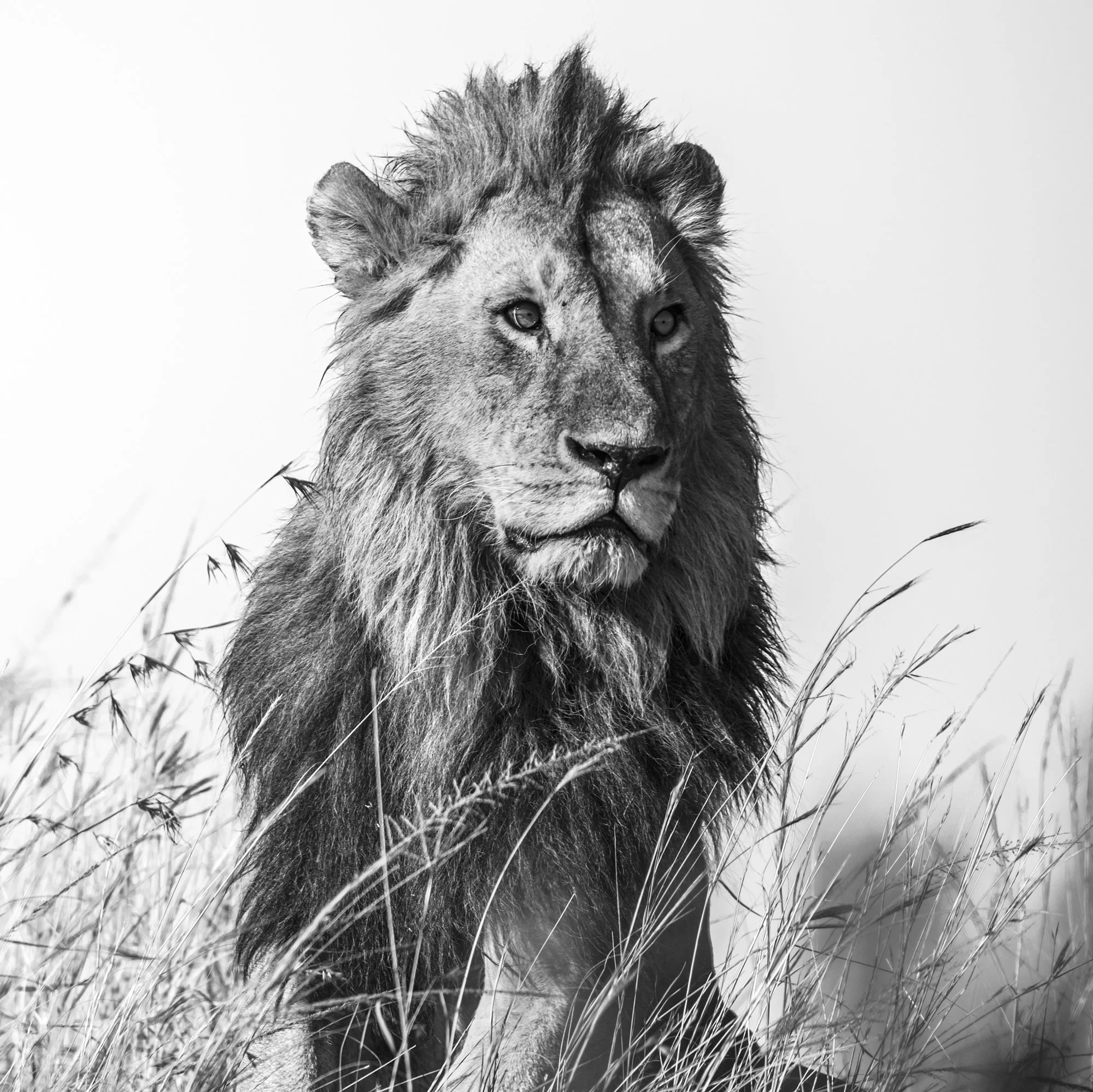 Majestic Creatures
