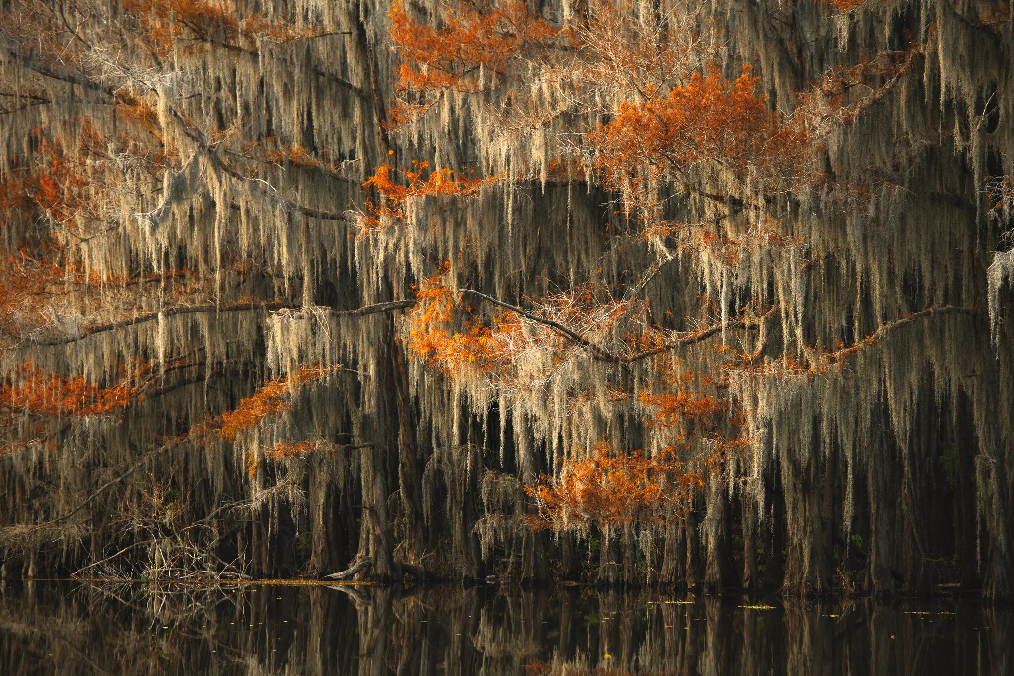 Cypress Grove