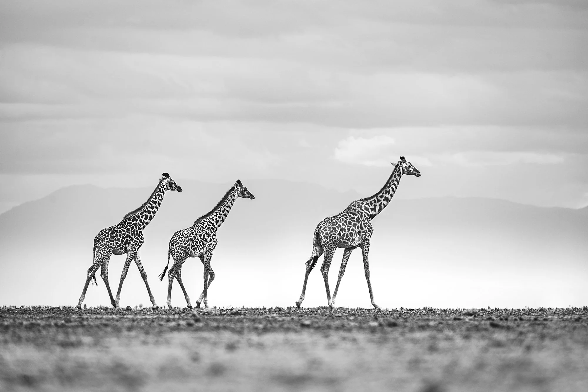 Vantage Point